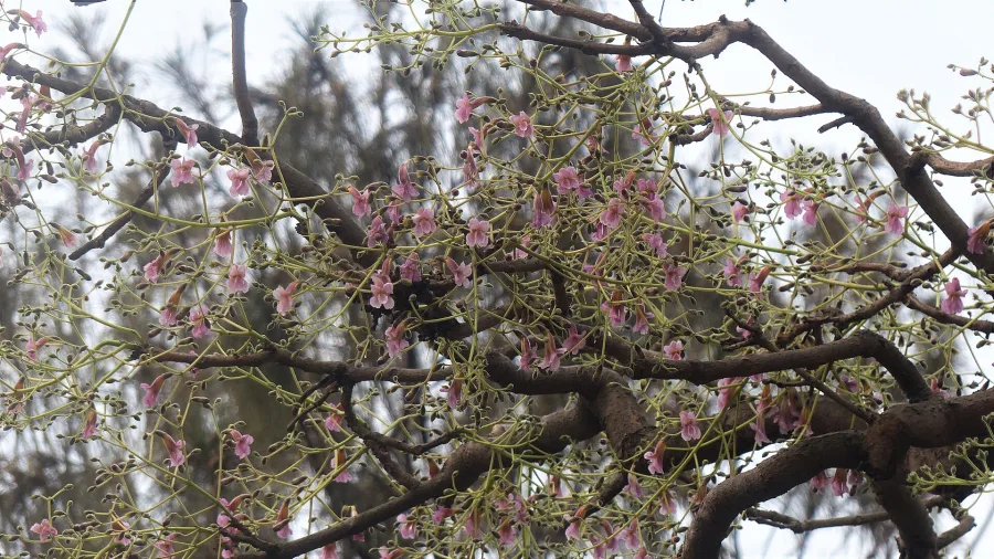 Parhal (Stereospermum suaveolens) — stem