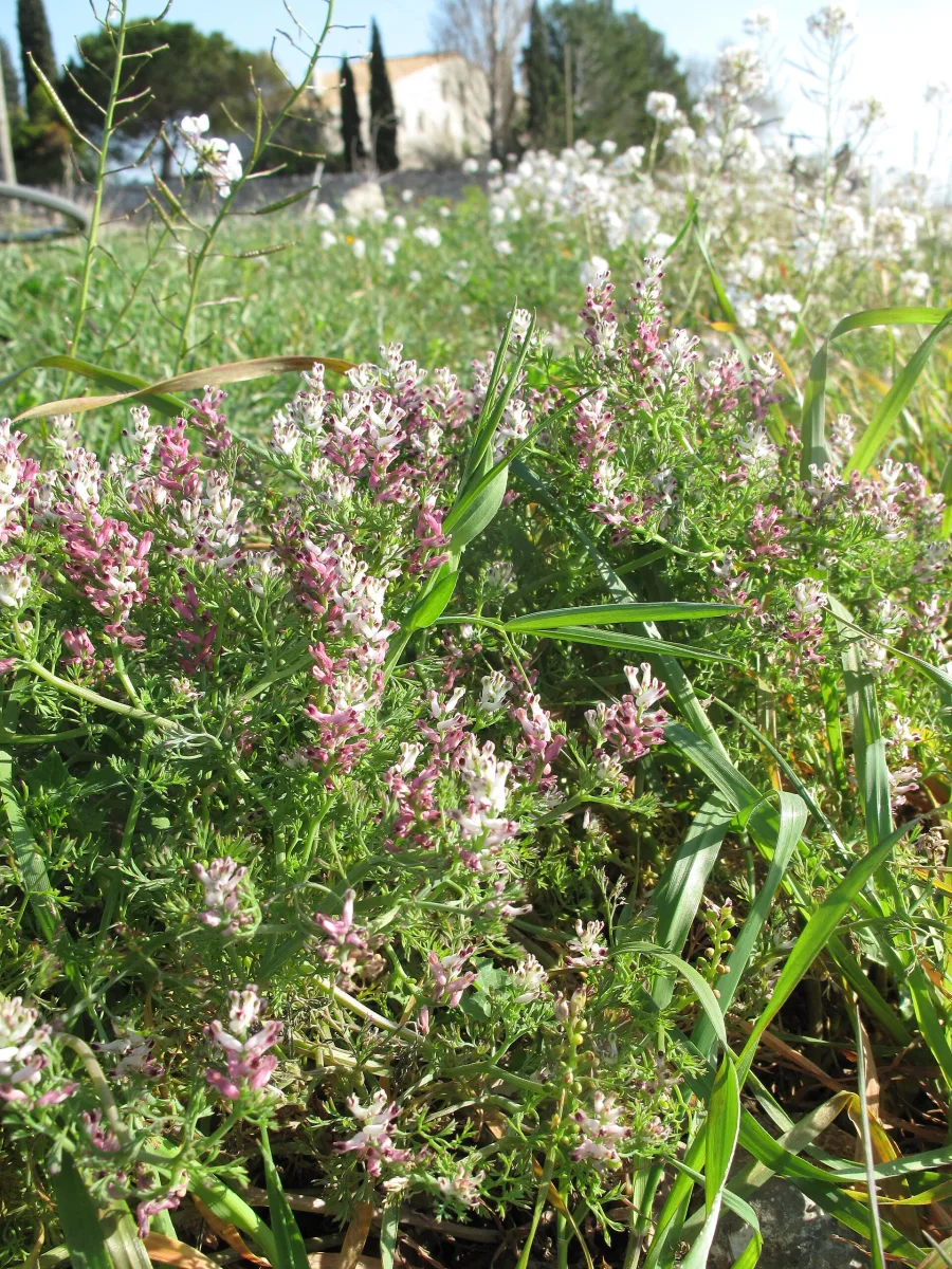 Parpata (Fumaria parviflora) — whole plant