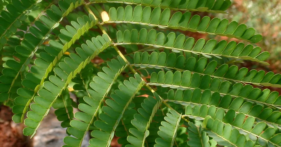 Patang (Caesalpinia sappan) — heartwood