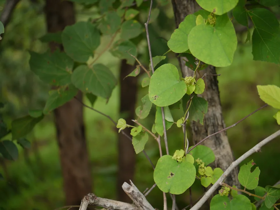 Patha (Cissampelos pareira) — root