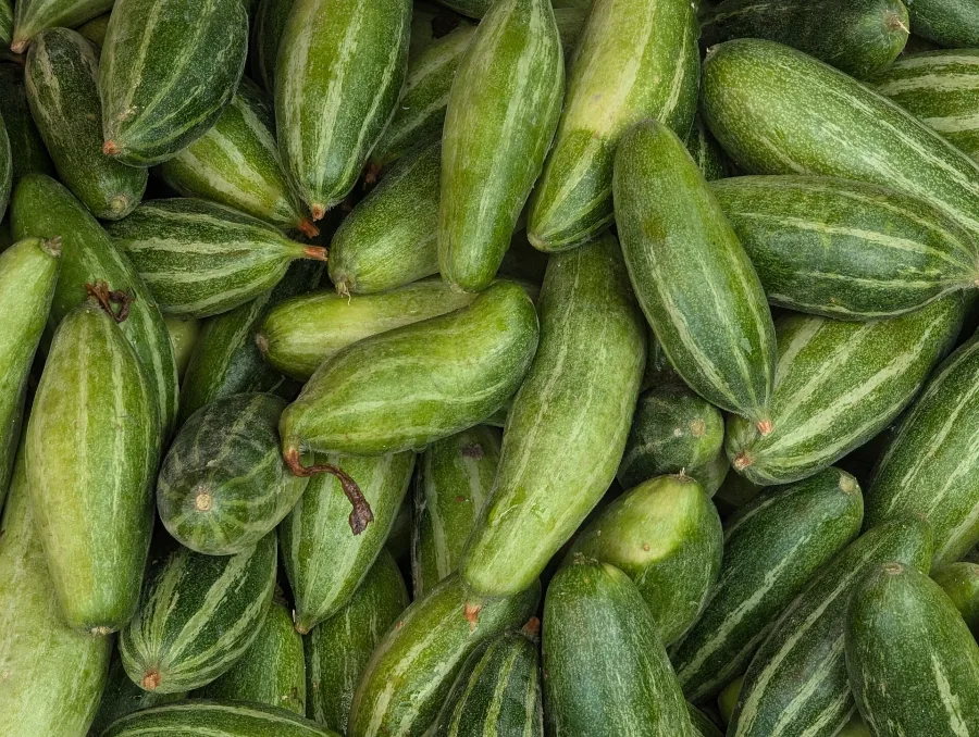 Patola (Trichosanthes dioica) — fruit