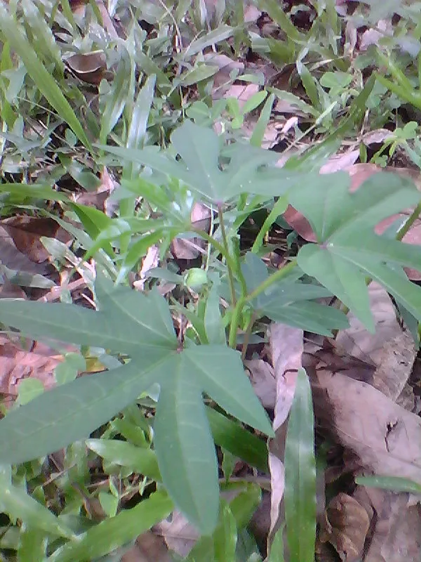 Payasa (Ipomoea paniculata) — root
