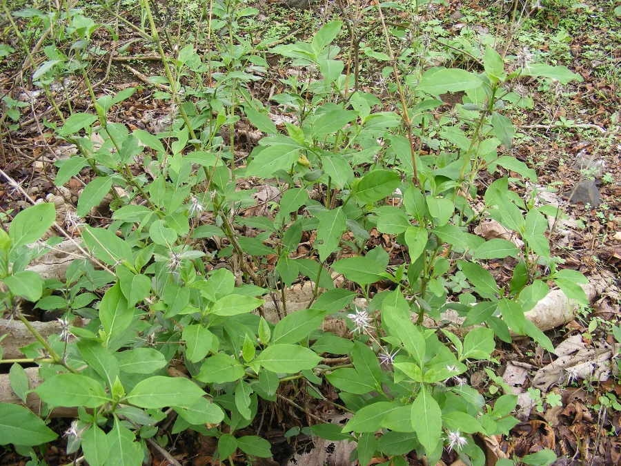 Piyavasa (Barleria prionitis) — whole plant