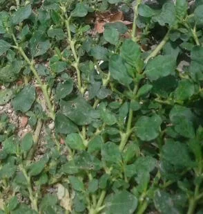 Punarnava Shwet (Trianthema portulacastrum) — root