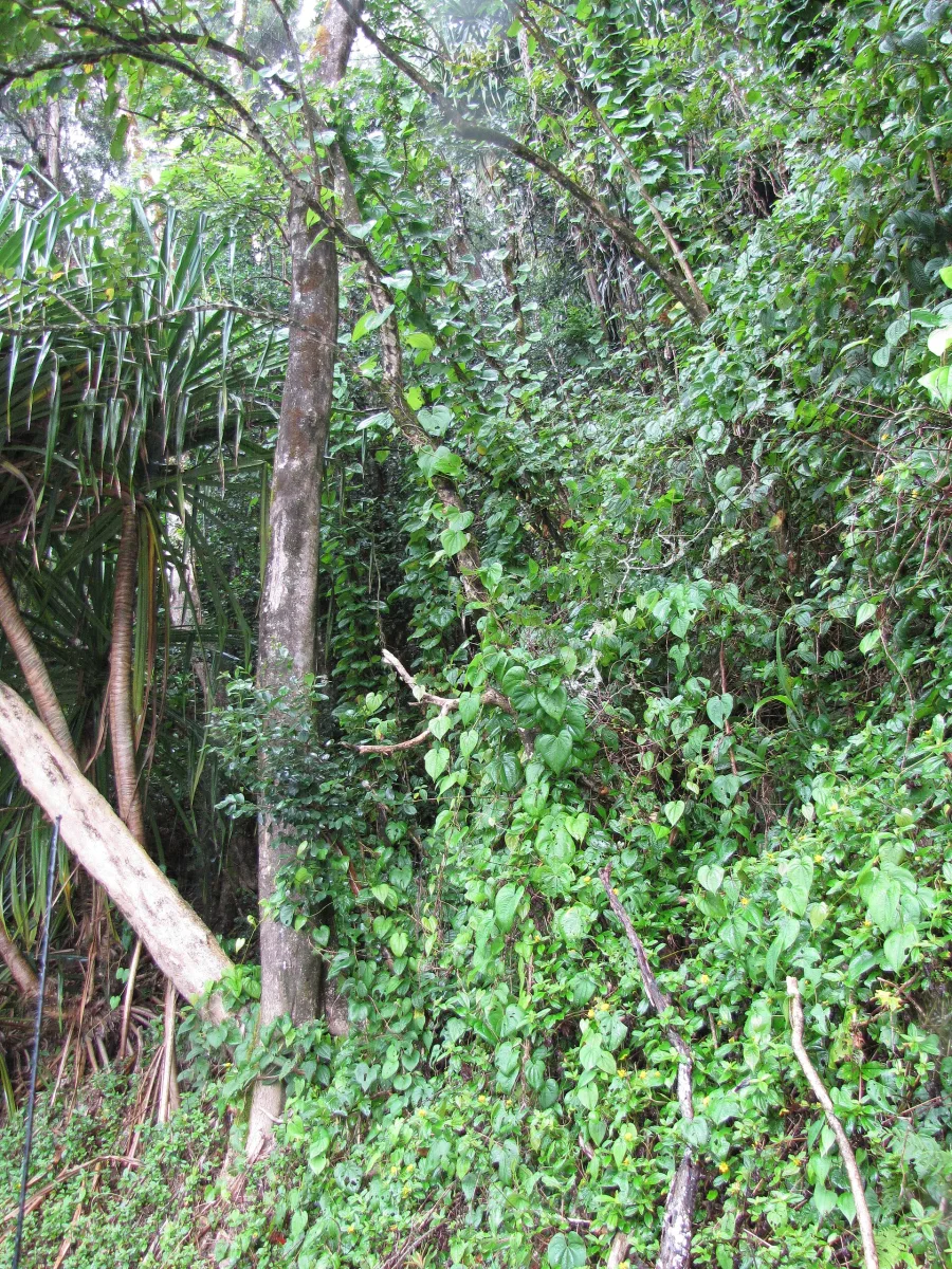 Riddhi (Dioscorea bulbifera) — rhizome