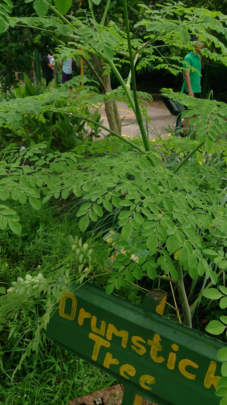 Sahjna Ki (Moringa oleifera) — bark