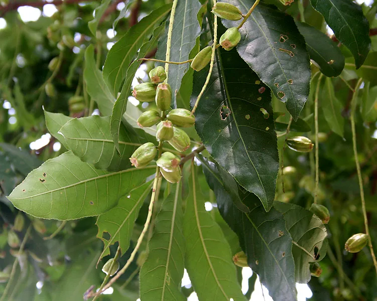 Samudra (Barringtonia acutangula) — fruit