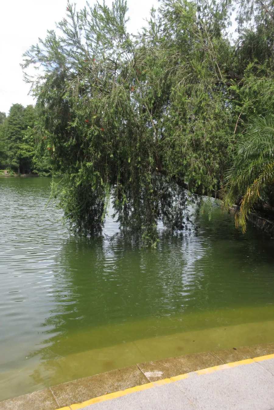 Saptparni (Alstonia scholaris) — root