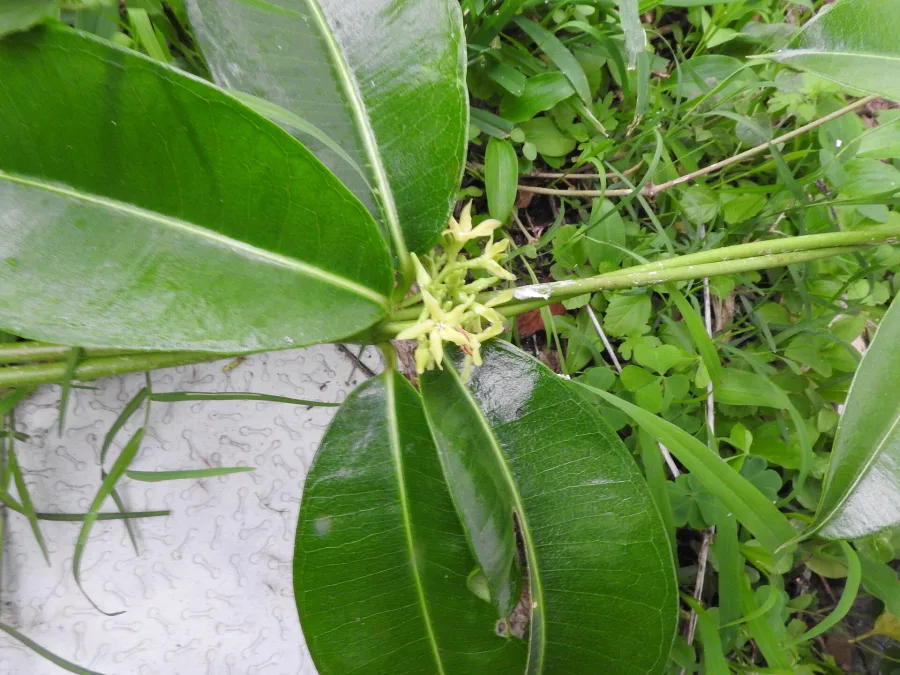 Sariva Kali (Cryptolepis buchanani) — root