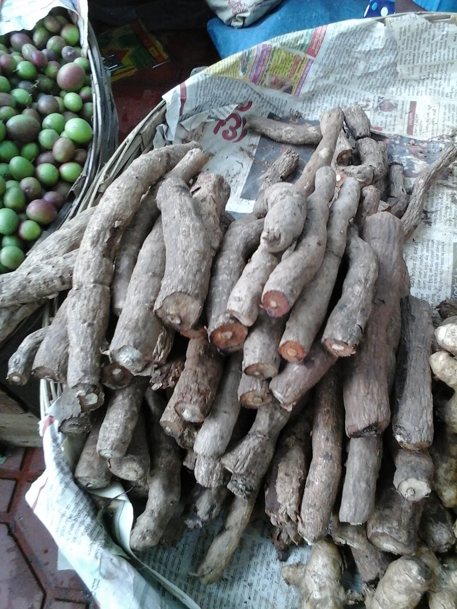 Sariva (Hemidesmus indicus) — root