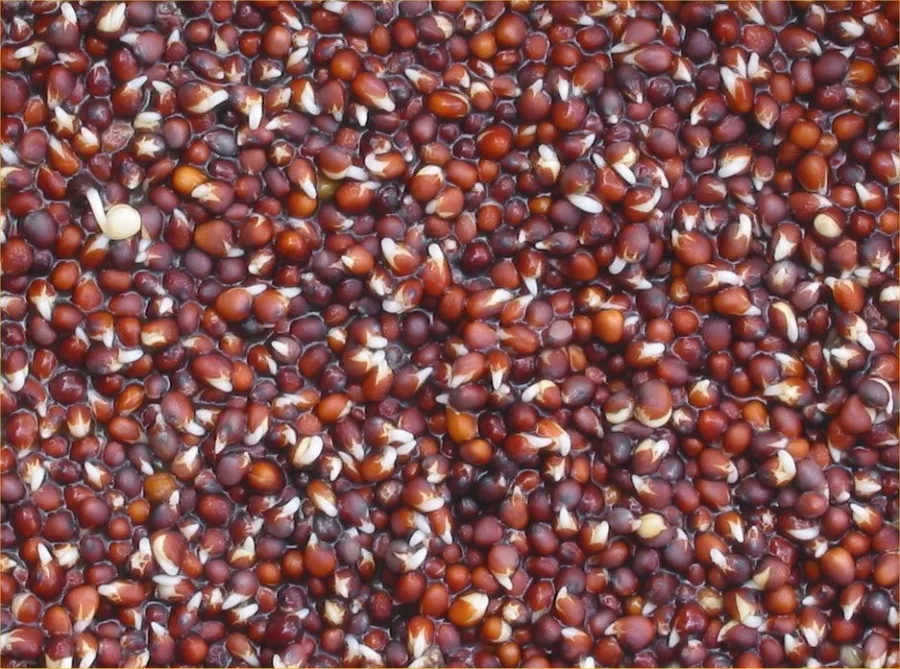 Sarso Pili (Brassica campestris) — seed
