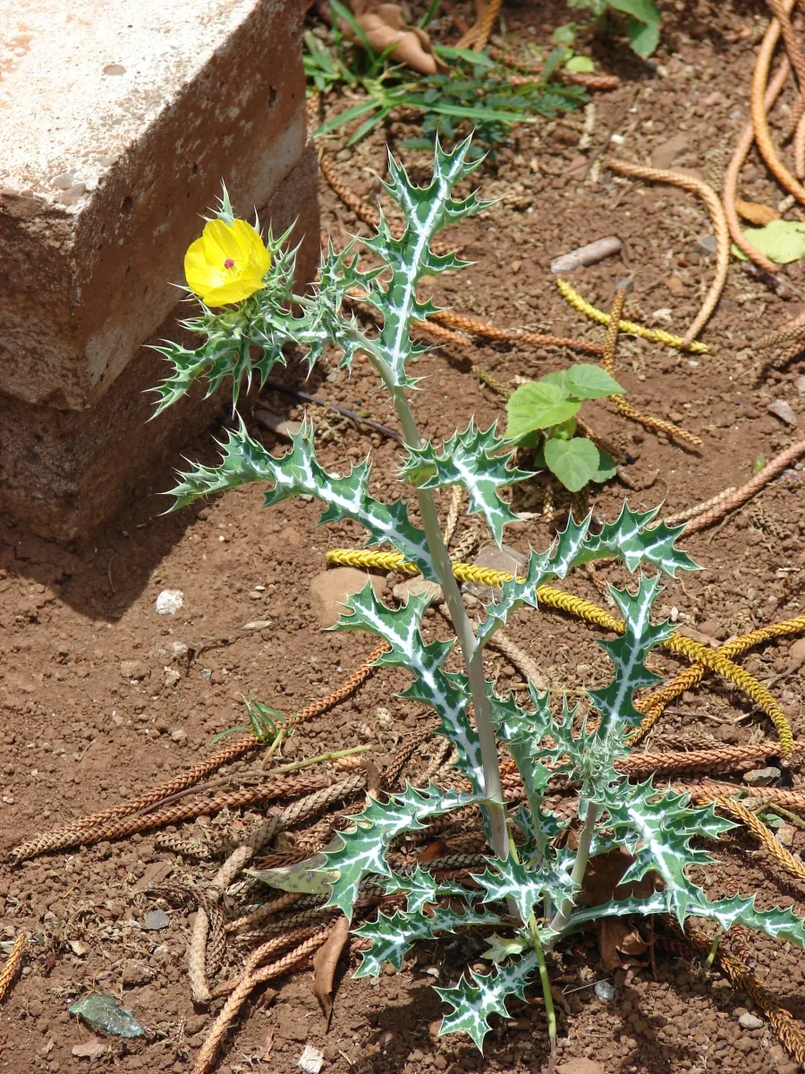 Satyanashi (Argemone mexicana) — root