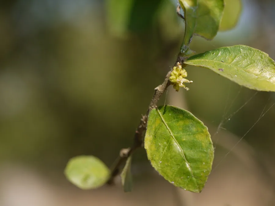 Shakhotak (Streblus asper) — stem bark