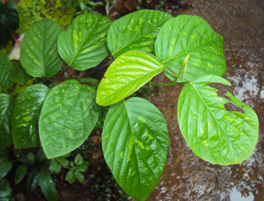Shalparni (Desmodium gangeticum) — whole plant