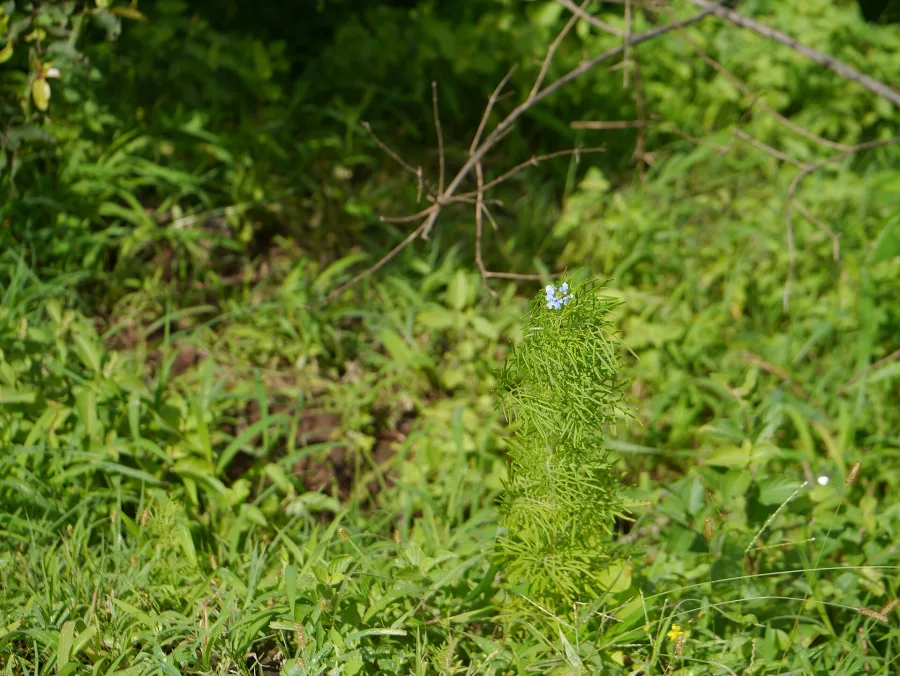 Shankh Pushpi (Convolvulus pluricaulis) — whole plant