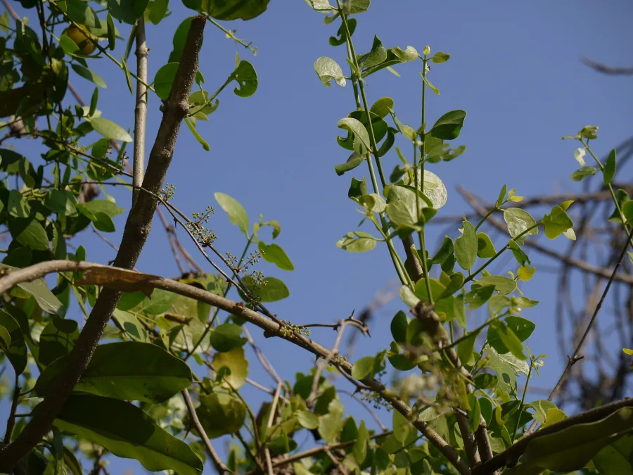 Shatavari (Asparagus racemosus) — root