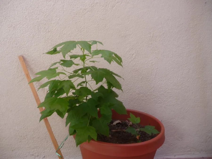 Sila Rasa (Liquidambar orientalis) — resin