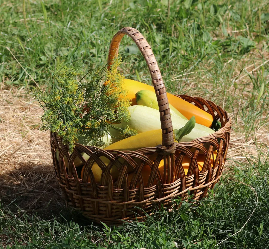 Soya (Anethum sowa) — fruit