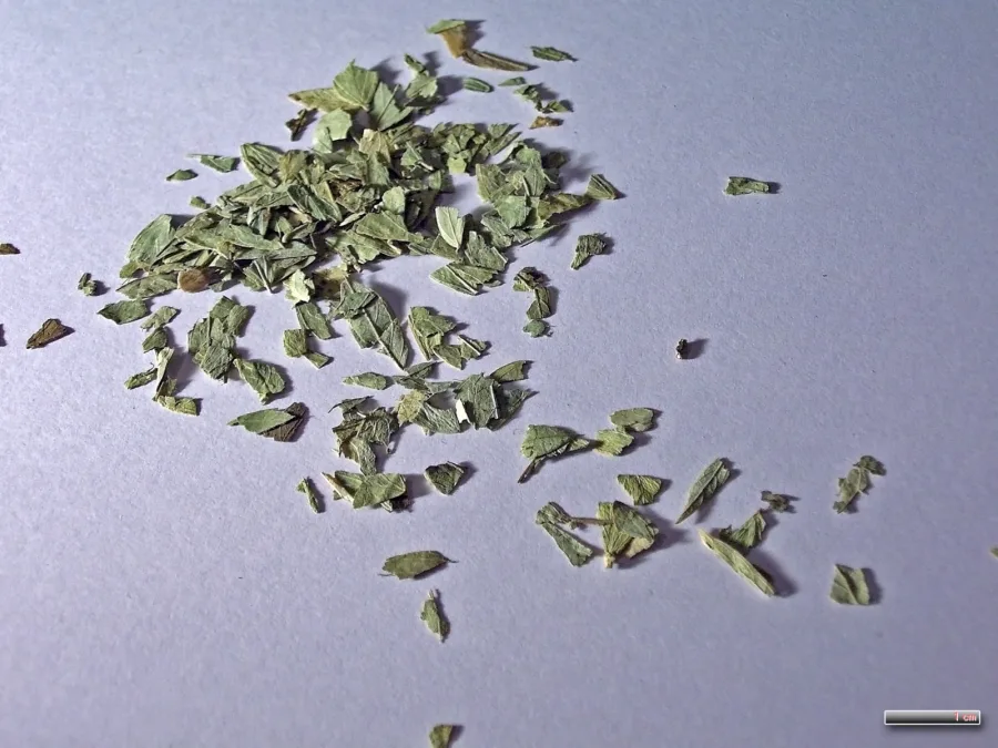 Svarnapatri (Senna alexandrina) — leaf