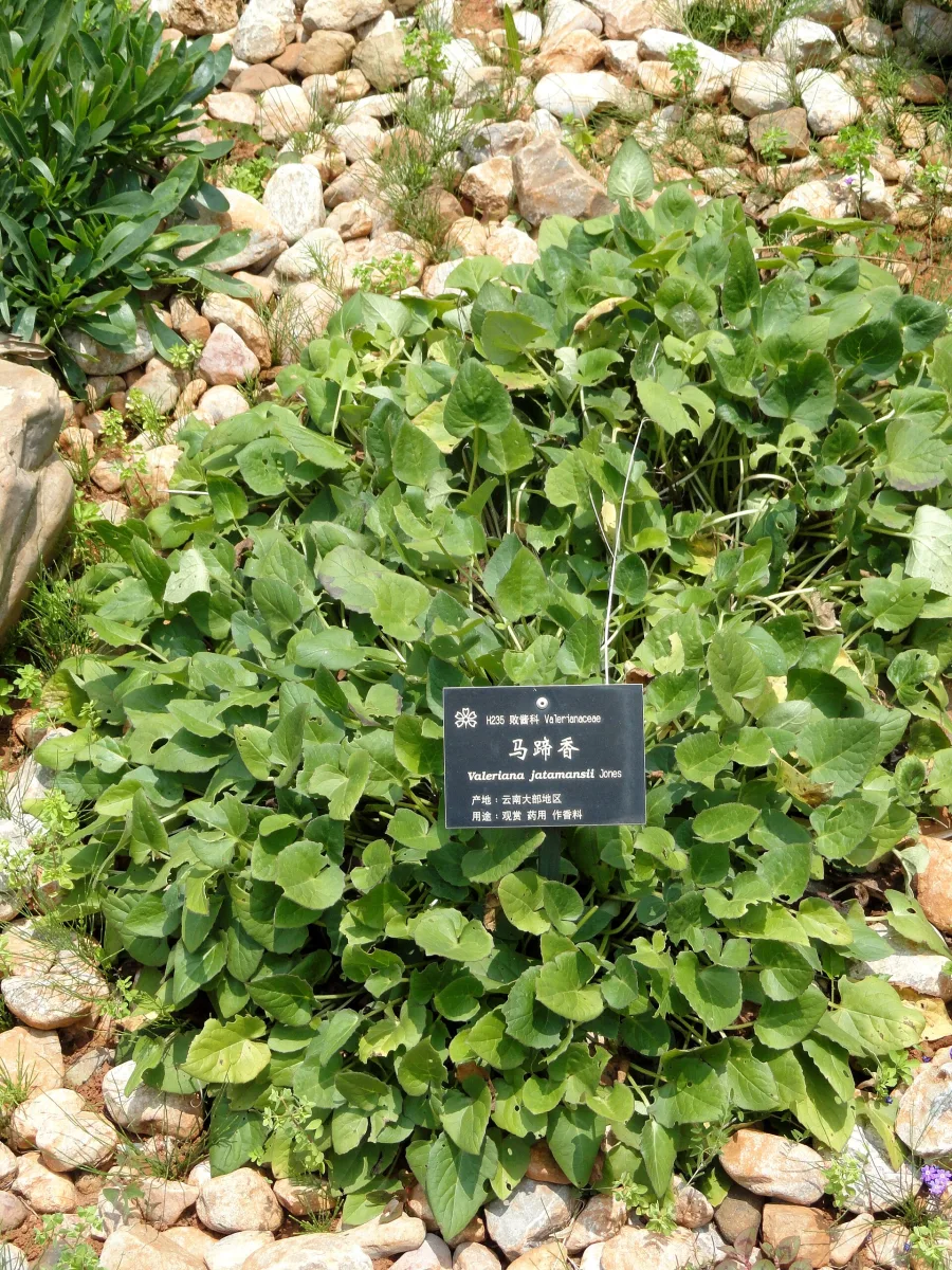 Tagar (Valeriana wallichii) — root
