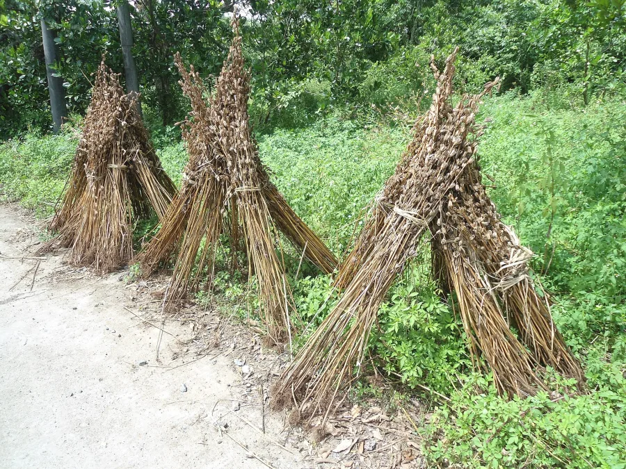 Til (Sesamum indicum) — seed