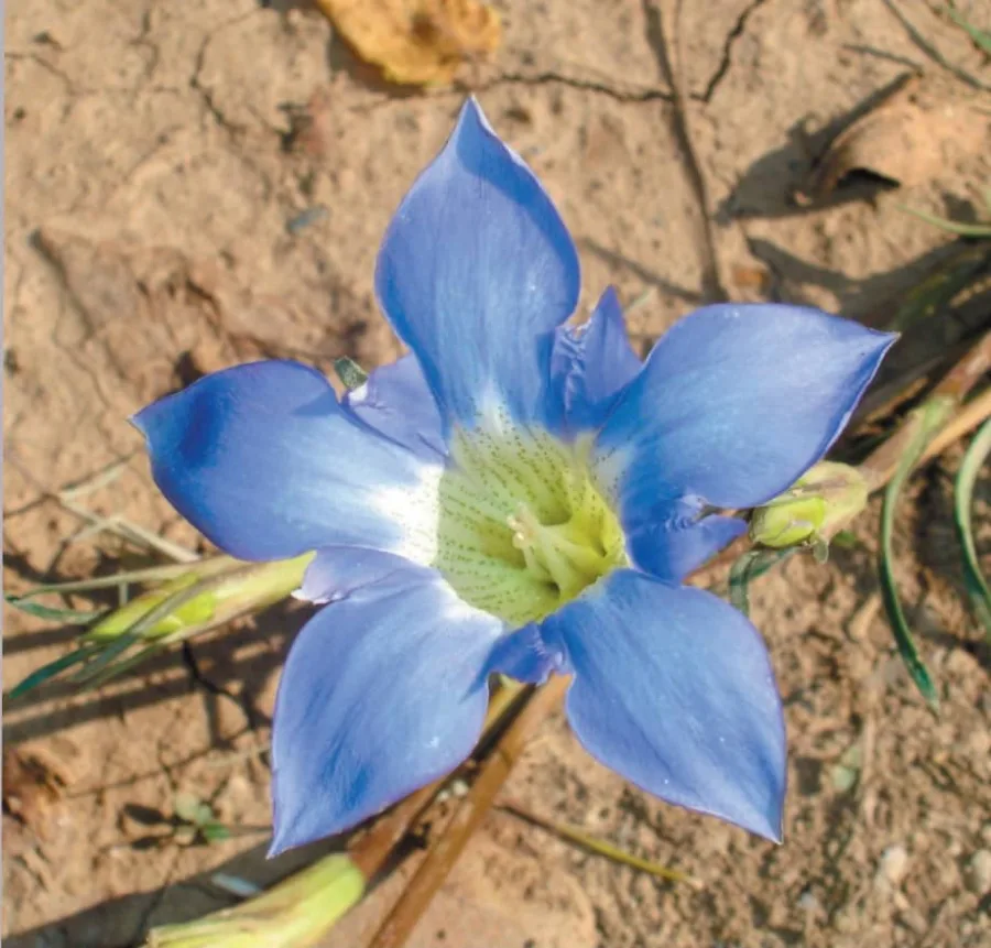Traymana (Gentiana kurroo) — flower