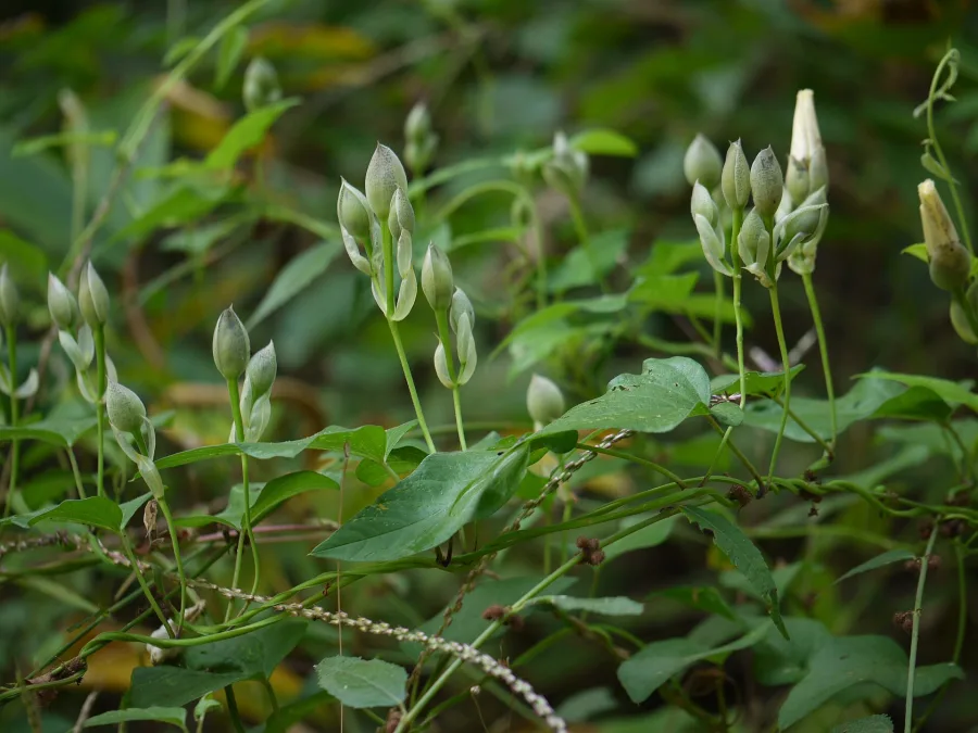Trivrit (Operculina turpethum) — root