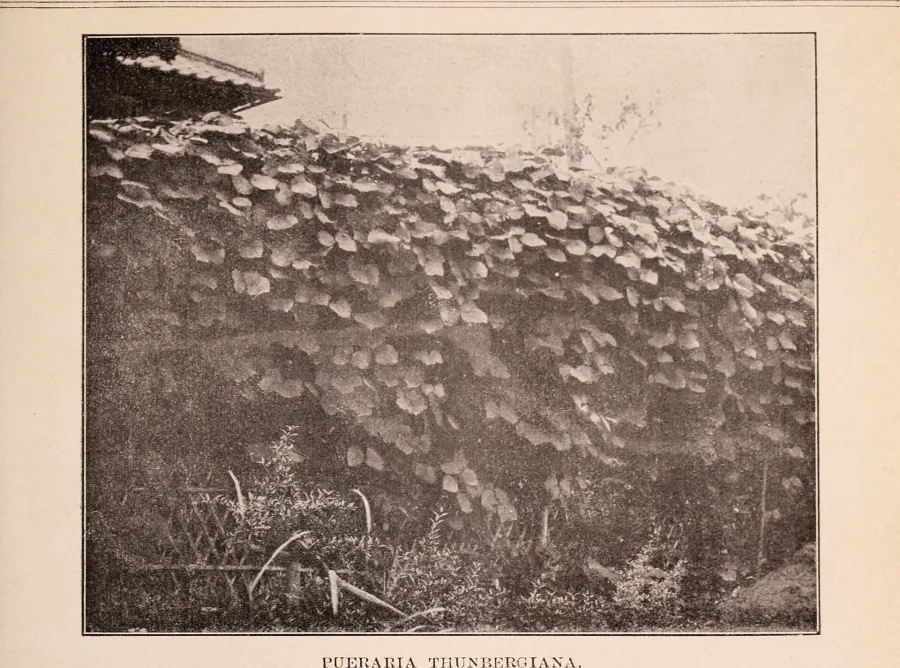 Vidari (Pueraria tuberosa) — tuber