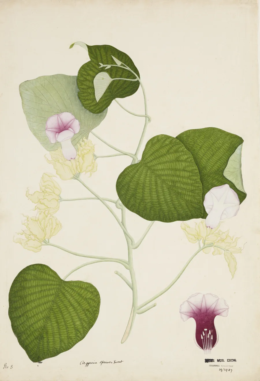 Vriddhadaru (Vidhara) (Argyreia speciosa) — root