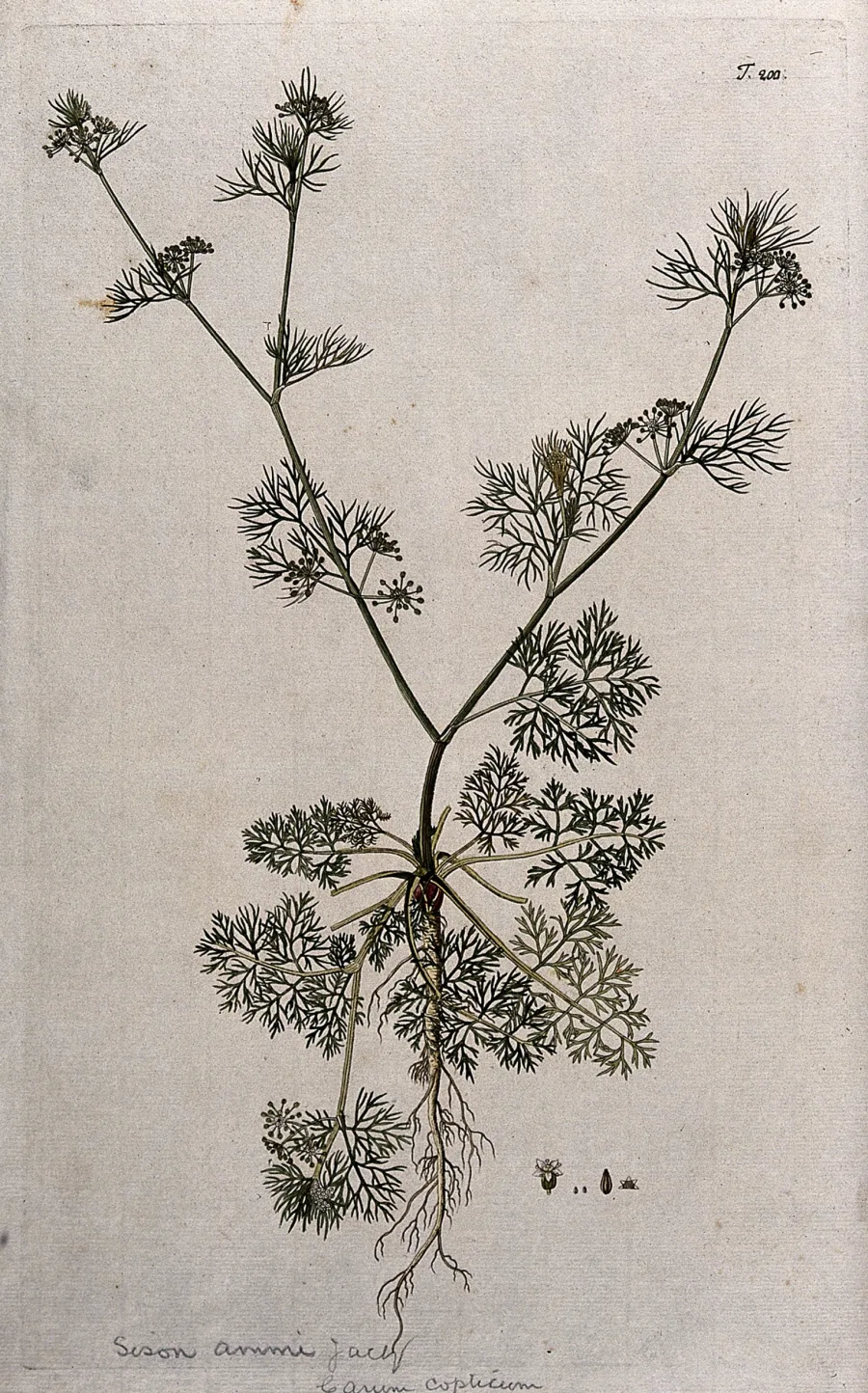 Yavani (Trachyspermum ammi) — fruit