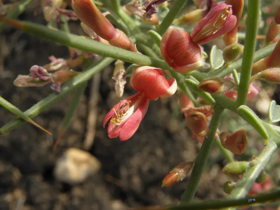 Yavasa (Alhagi pseudalhagi) — whole plant